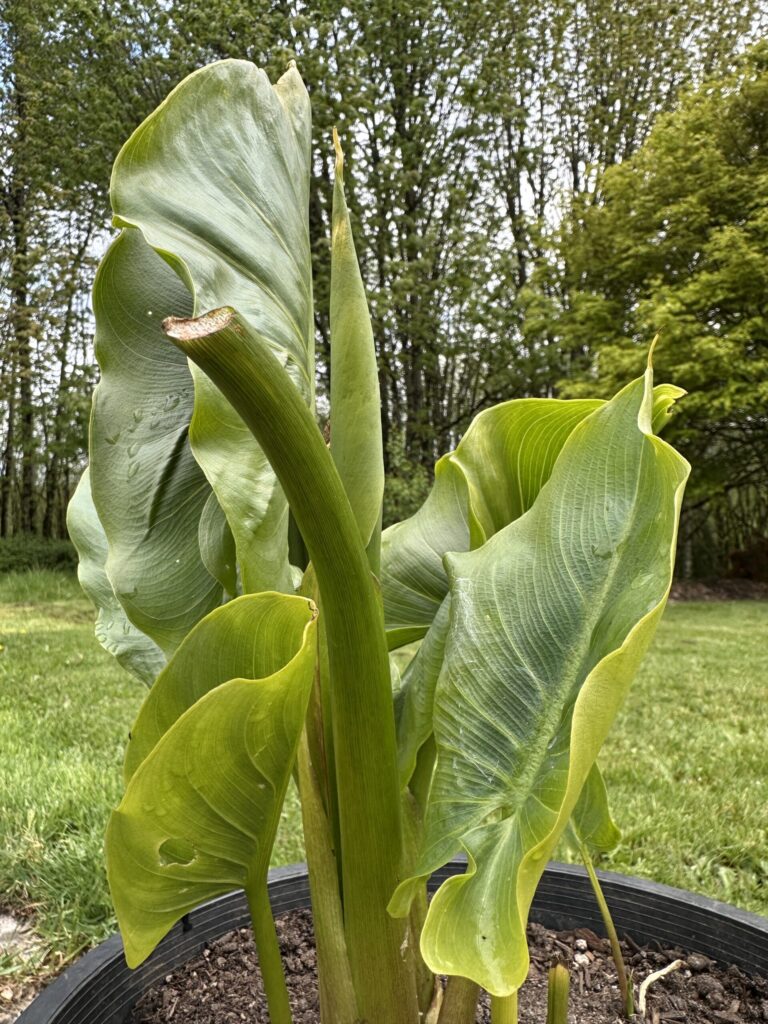 White Calla Lilies  (Local pick-up only)