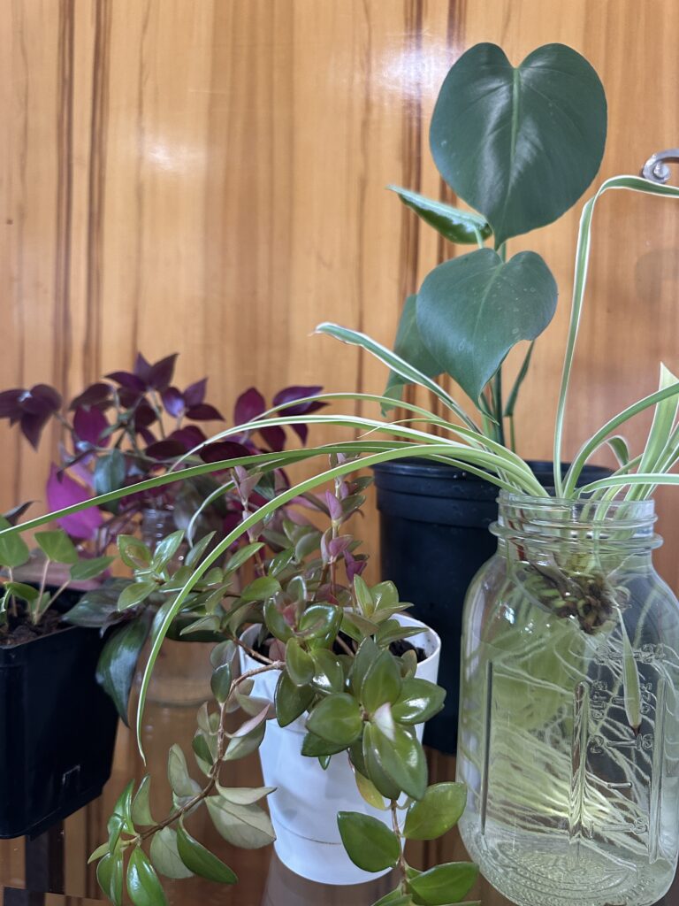 Houseplant Bundle (local pick-up only)