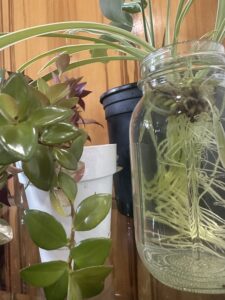 Houseplant Bundle (local pick-up only)