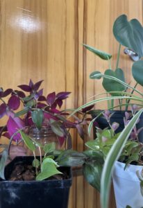 Houseplant Bundle (local pick-up only)