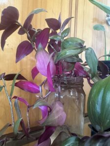 Houseplant Bundle (local pick-up only)