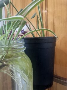 Houseplant Bundle (local pick-up only)