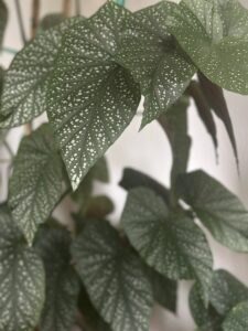 Houseplant Bundle (local pick-up only)