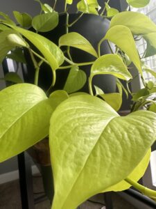 Houseplant Bundle (local pick-up only)