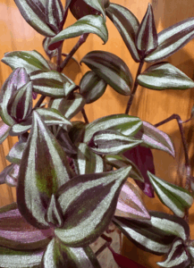 Houseplant Bundle (local pick-up only)