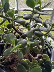 Houseplant Bundle (local pick-up only)