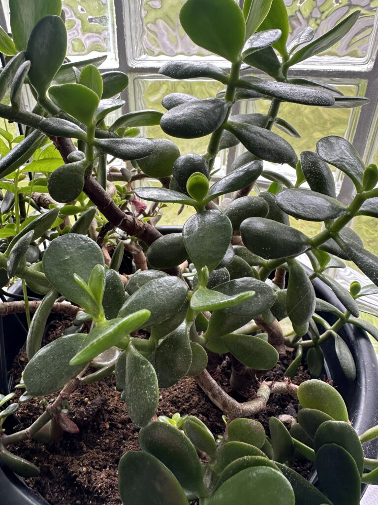 Houseplant Bundle (local pick-up only)