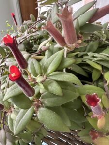Houseplant Bundle (local pick-up only)