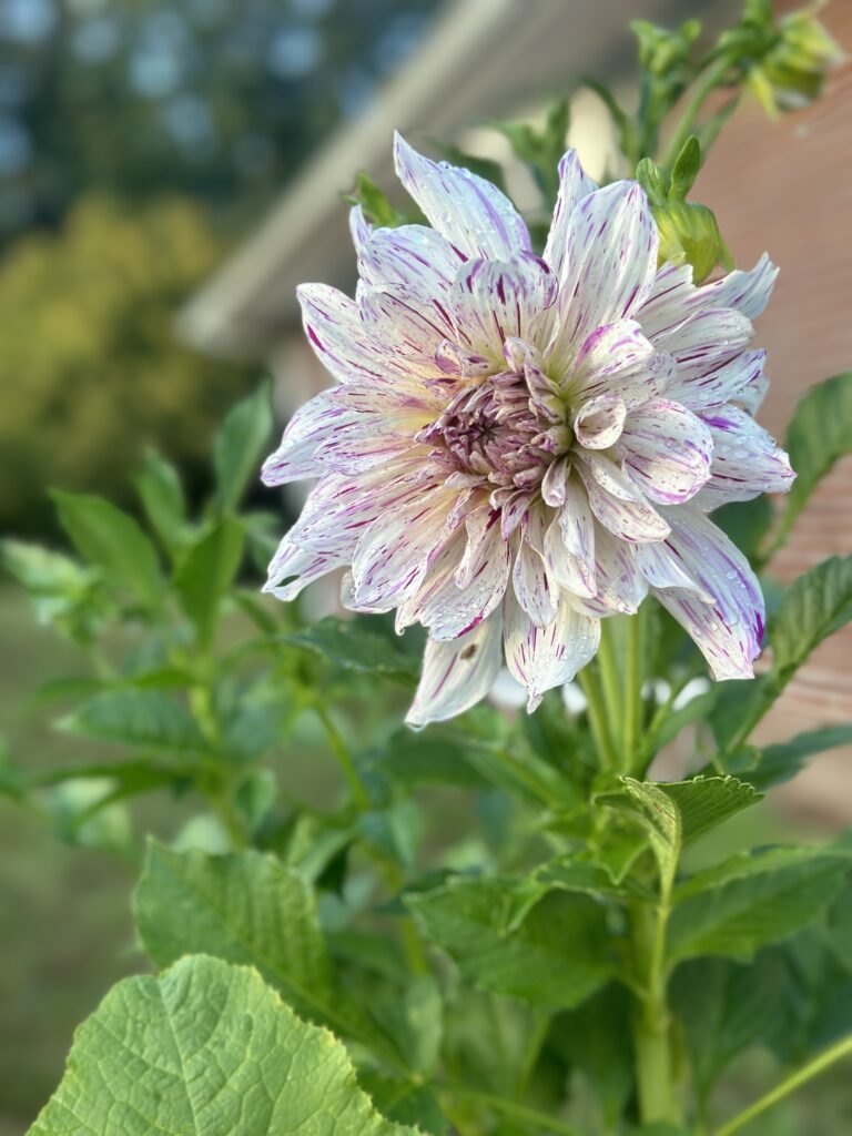 Fresh Cut Flowers from the Yard