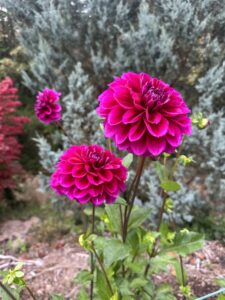 Fresh Cut Flowers from the Yard